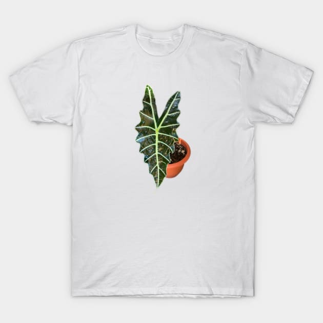 Alocasia Polly T-Shirt by Meo Design